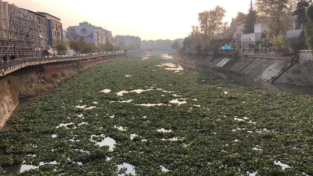 Su sümbülleri, Asi Nehri'ni kapladı - 1