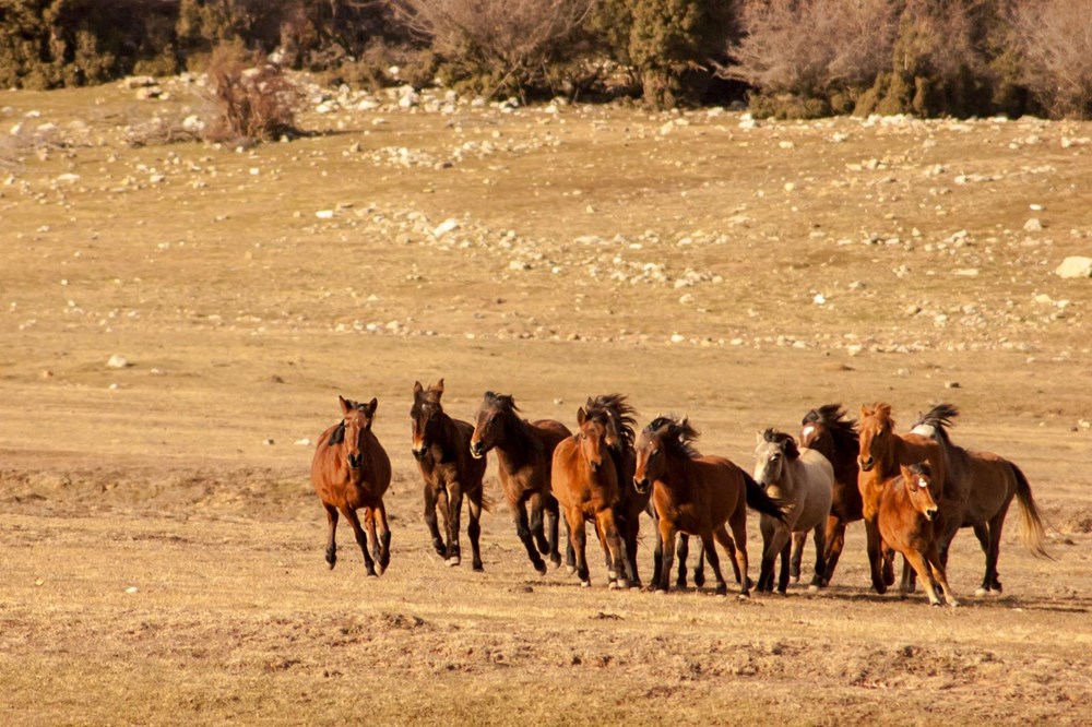 Soyları Osmanlı süvari birliğine dayanıyor! Torosların vahşi güzelliği 'Yılkı atları' - 1