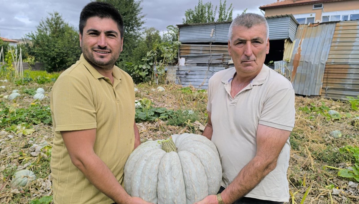 Fiyatıyla yüzleri güldürdü: Hasat başladı, hareketli günler yaşanıyor