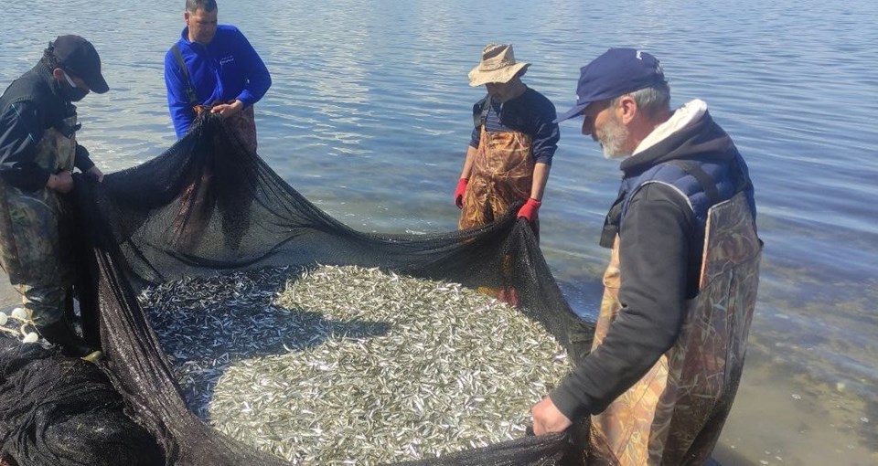 İznik Gölü’nde gümüş balığı rekoru: 1 günde 15 ton - 2