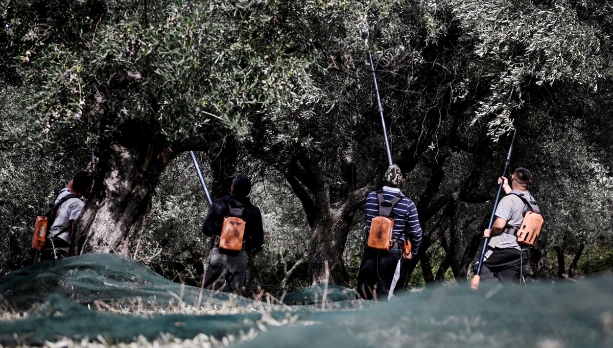 Yunanistan'da fiyatı artan zeytin ve zeytinyağı hırsızların hedefi haline geldi