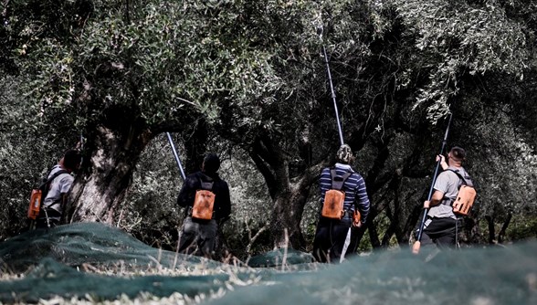 Στην Ελλάδα, κλέφτες στοίχειωσαν ελαιώνες αντί για κοσμηματοπώλες – Last Minute World News