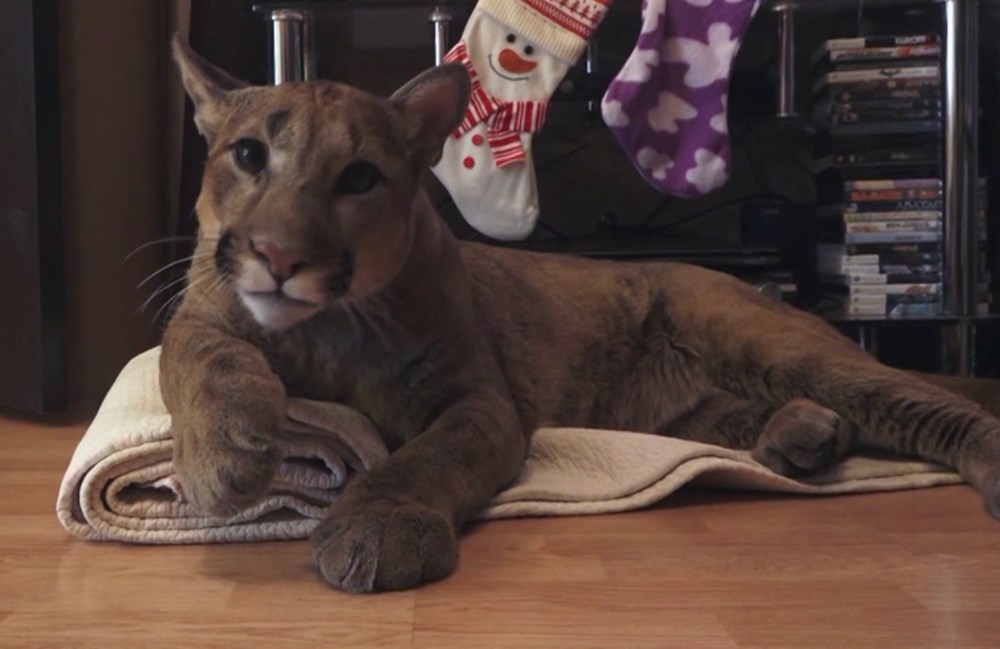 Kedi yerine puma sahiplendiler (Dünyadaki ilk evcil puma Messi