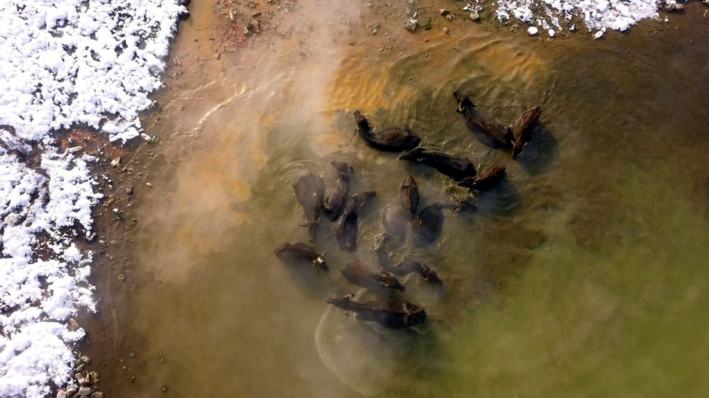 Bitlisli yetiştiriciler, eksi 20 derecede mandalarıyla kaplıcada suya giriyor - 7