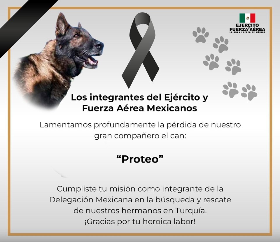 Meksika'dan Türkiye'ye gelen arama-kurtarma köpeği 'Proteo' hayatını kaybetti - 1