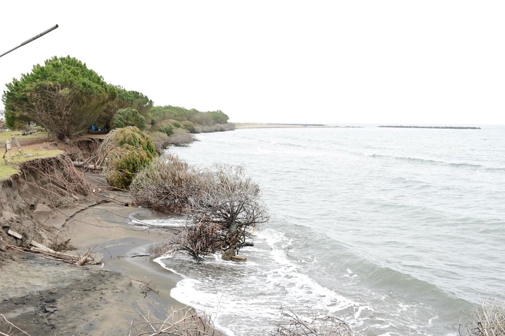 Terme Ovası'nda kıyı erozyonu ağaçları devirdi 77 bORcpXZA20GH7ETI1vcOGA