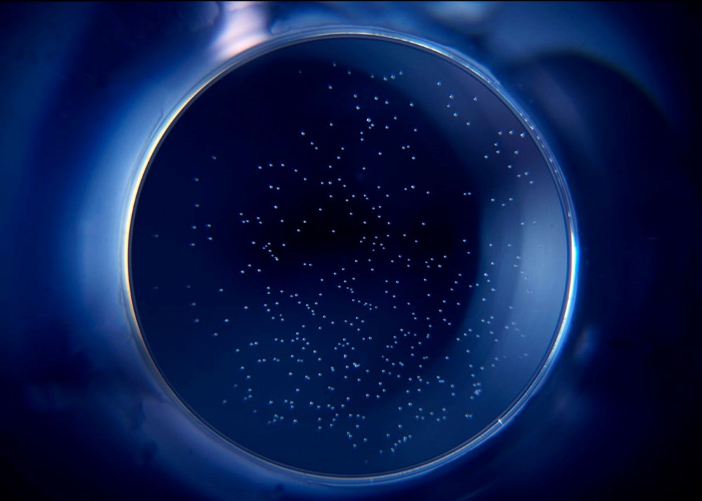 Dünyanın en derin ikinci mavi deliği keşfedildi: "Taam ja" binlerce yıllık sırları ortaya çıkardı - 9