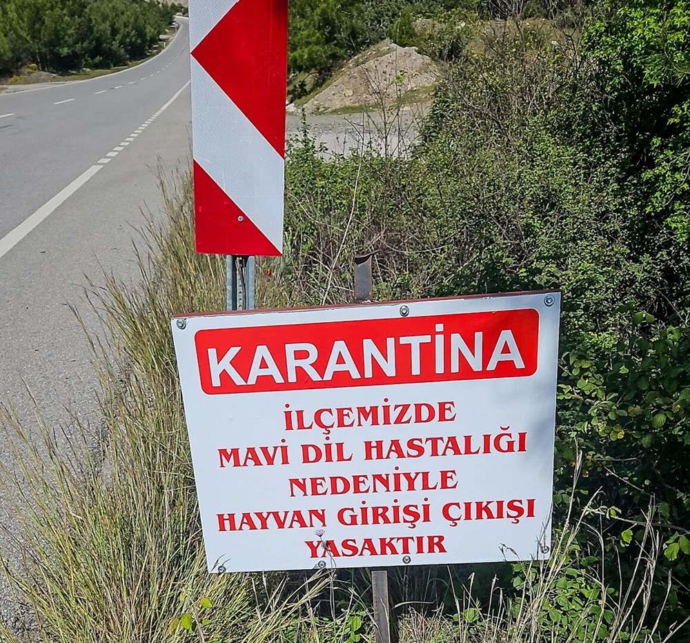 Bir ilçe karantinaya alındı: Mavi dil hastalığı - 1