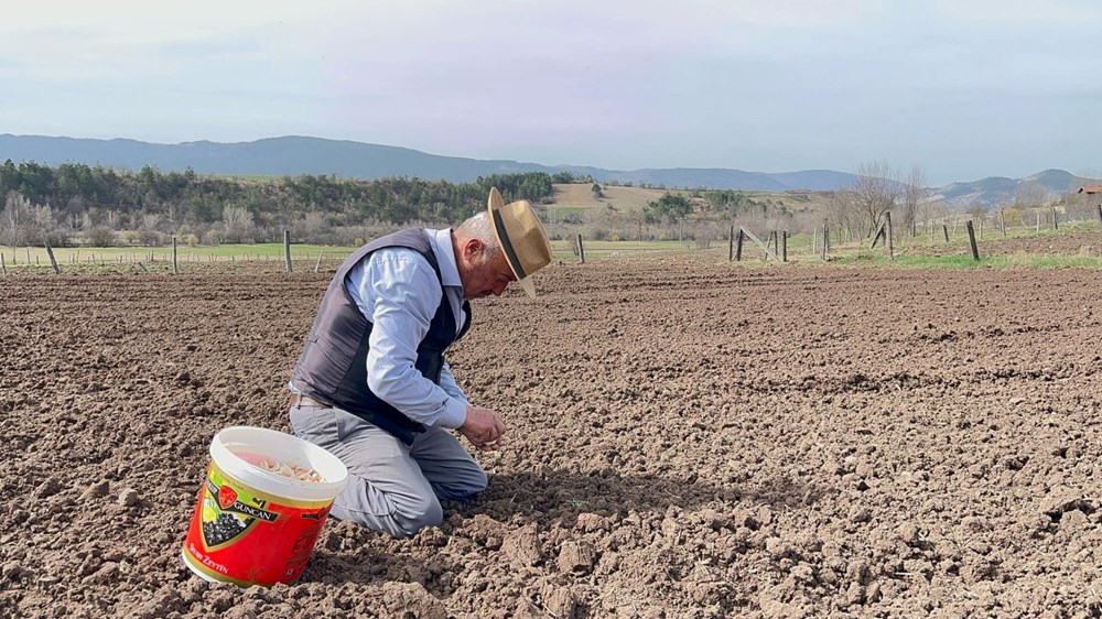 77'lik Delikanlı, Taşköprü Sarımsağıyla Hayata Tutunuyor 77