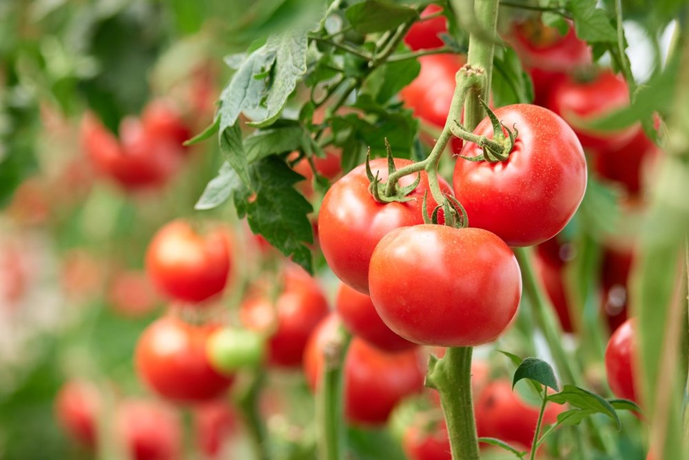Kanseri önleyen ekmekten, tansiyon düşüren domatese: Genetiği değiştirilmiş gıdalar insanlığın geleceğini kurtarabilir mi? - 8