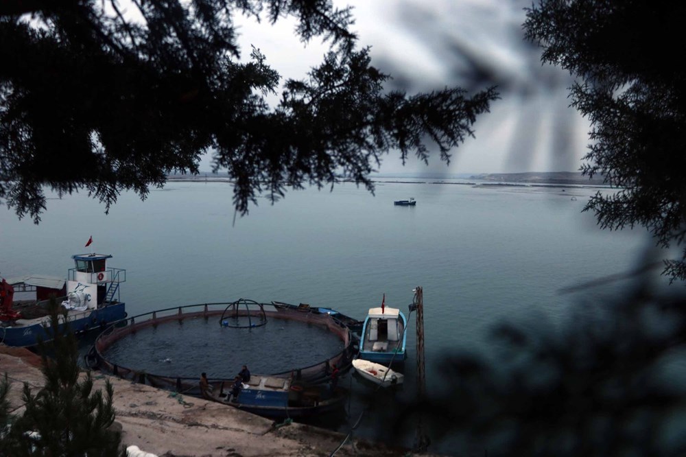 Fırat Nehri'nde yetiştirilen somon balıkları dünyaya ihraç ediliyor - 1