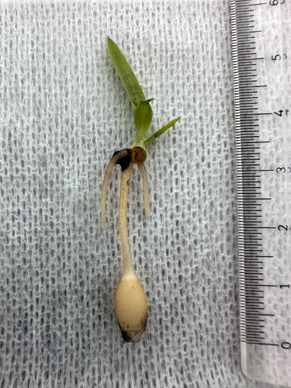 bVVdACCXKkundl 68pVnCQ