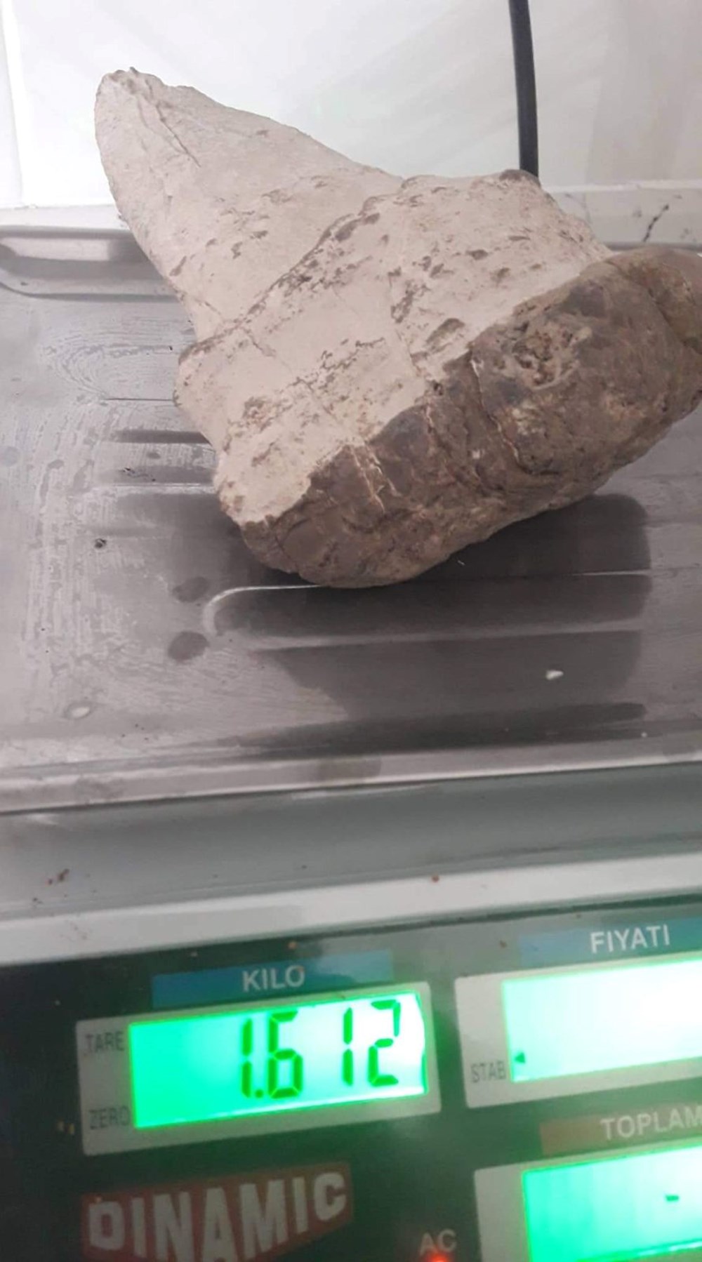 Elbistan’da köpekbalığının atası sayılan 20 milyon yıllık megalodon dişi bulundu - 2