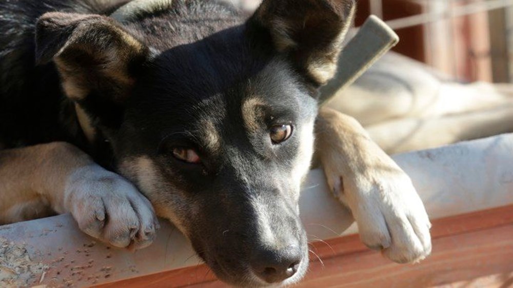 Venüs neden saat yönünde dönüyor? (İlginç bilgiler) - 30