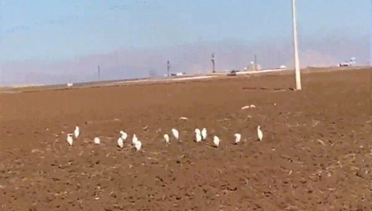 Mardin'de akbalıkçıl kuşları erken görüldü Mardin'de akbalıkçıl kuşları erken görüldü