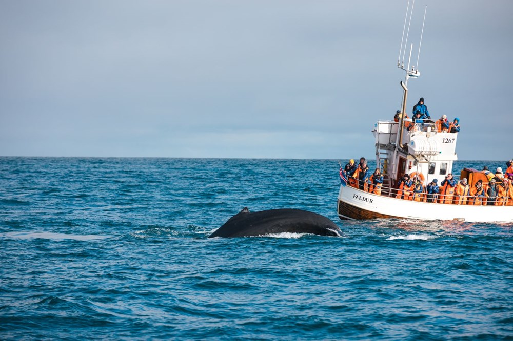 Kuzey Kutbu’nda eriyen buzullar nedeniyle Grönland balinaları evine dönemiyor - 1