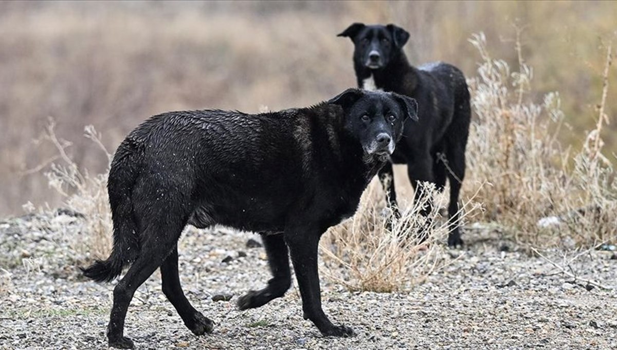 İzmir'de 6 ayda 500 köpek sahiplendirildi