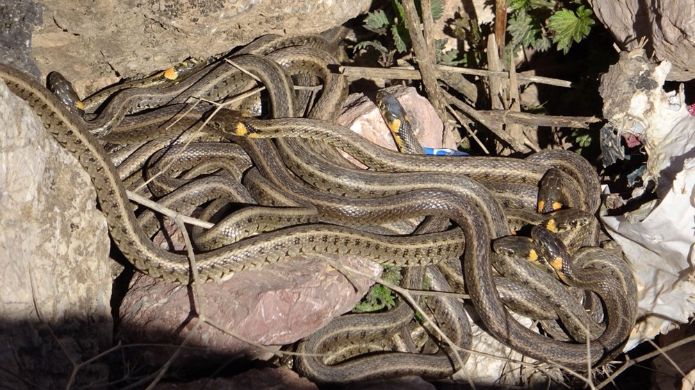 Yüksekova'da sürü halindeki yılanlar Brezilya'nın 'Yılan Adası'nı andırıyor - 1