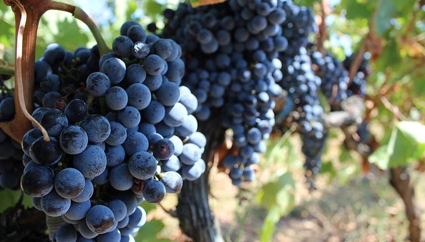 Bir kaşığı tatlı krizlerine son veren, kalorisi düşük tatlı tarifi: Kokulu üzümden yapılıyor