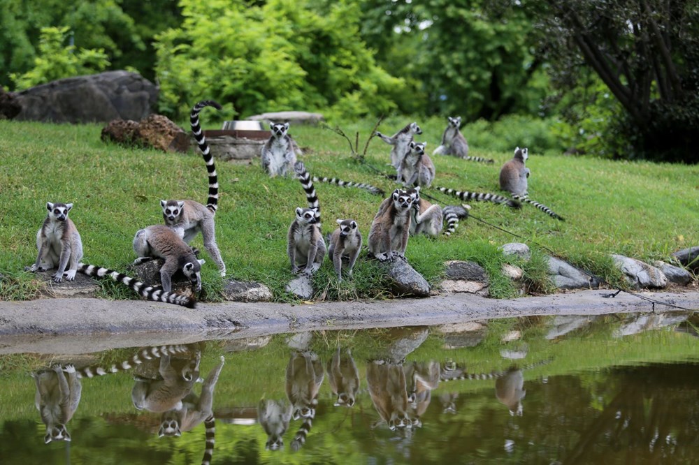 Bursa'daki lemur ailesi büyüyor - 3