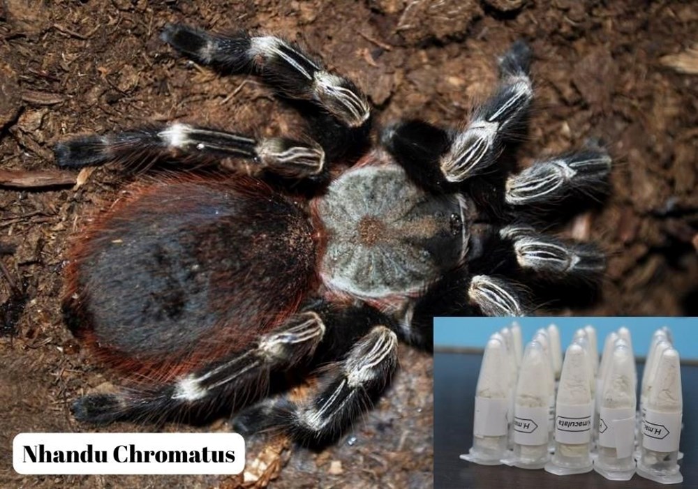 Kargodan tarantula çıktı - 5