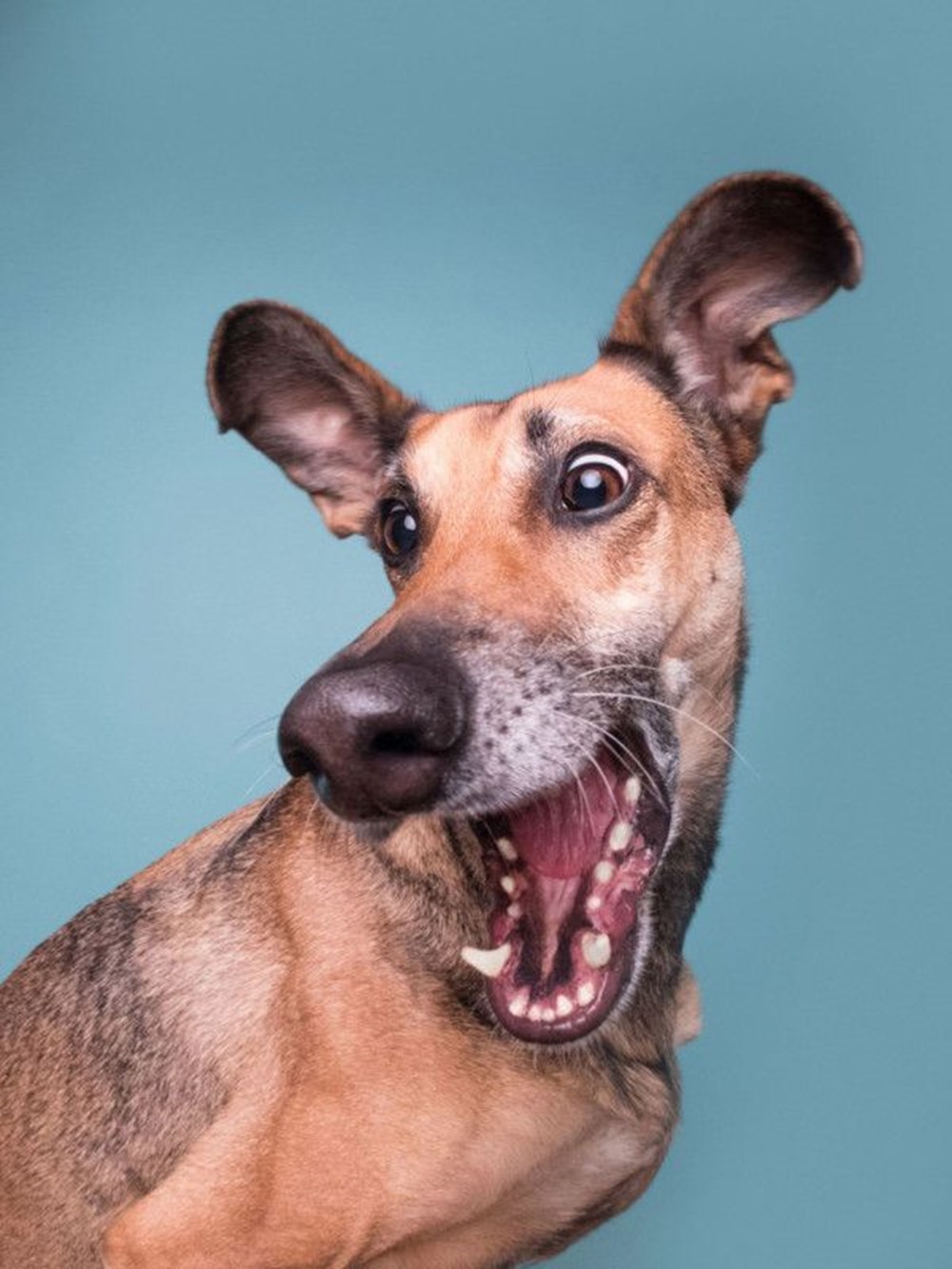 2020 Mars Petcare Komik Hayvan Fotoğrafları Yarışması'nın finalistleri - 6