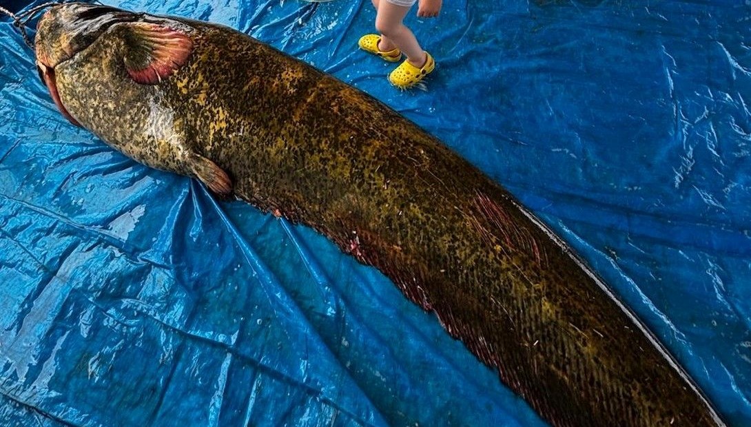 114 kilo, 2.15 metre: Demirköprü Baraj Gölü'nde yakalandı