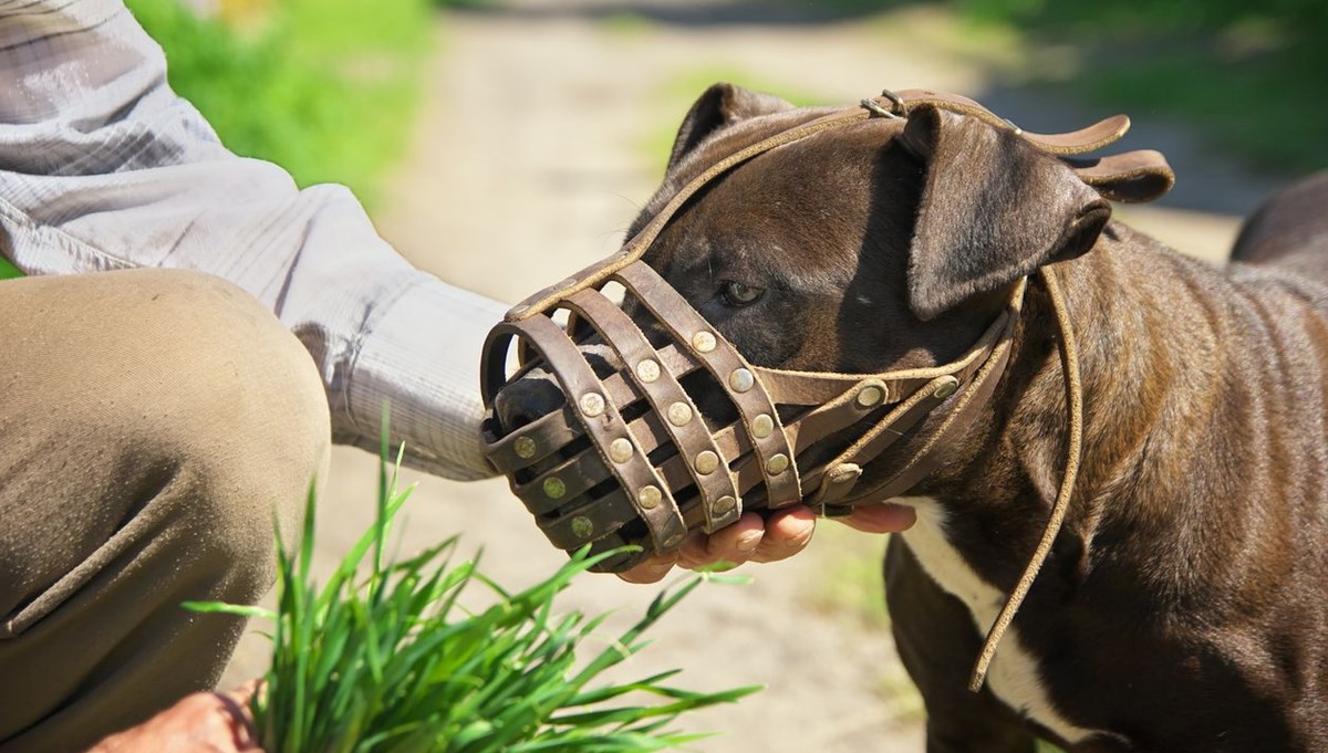 Tehlikeli köpek ırklarını ağızlıksız gezdiren bin 964 kişiye para cezası