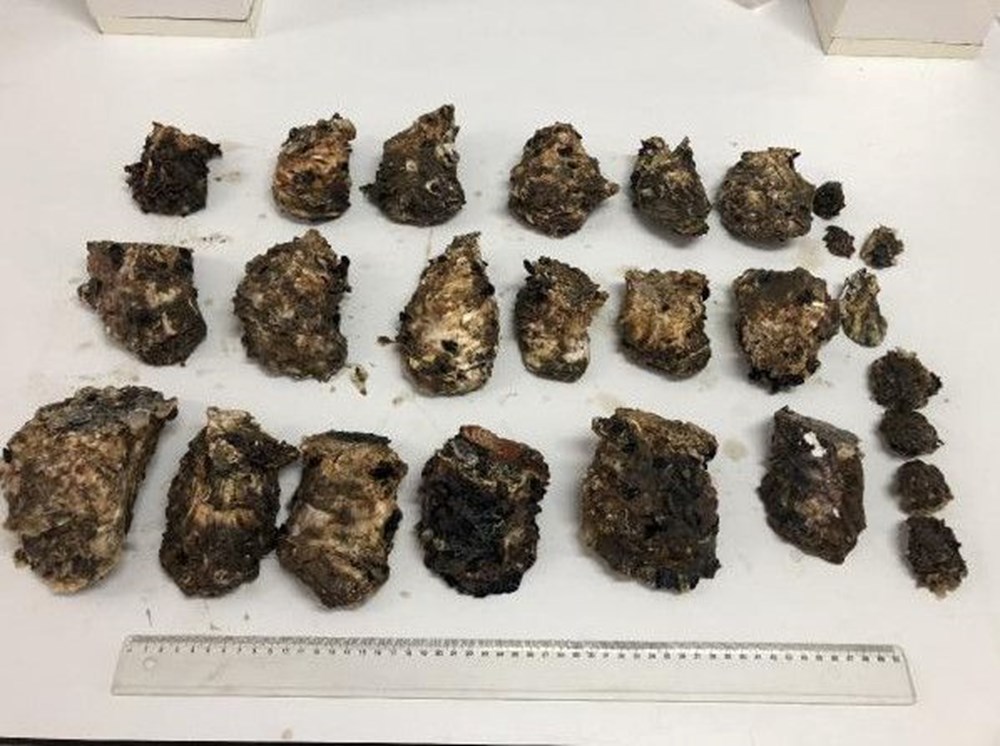 Karadeniz'de 'Pasifik istiridyesi' istilası - 4