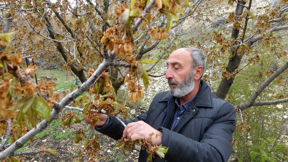 Üreticiler ciddi kayıp yaşıyor: Zirai don albastı kirazını da vurdu - 1