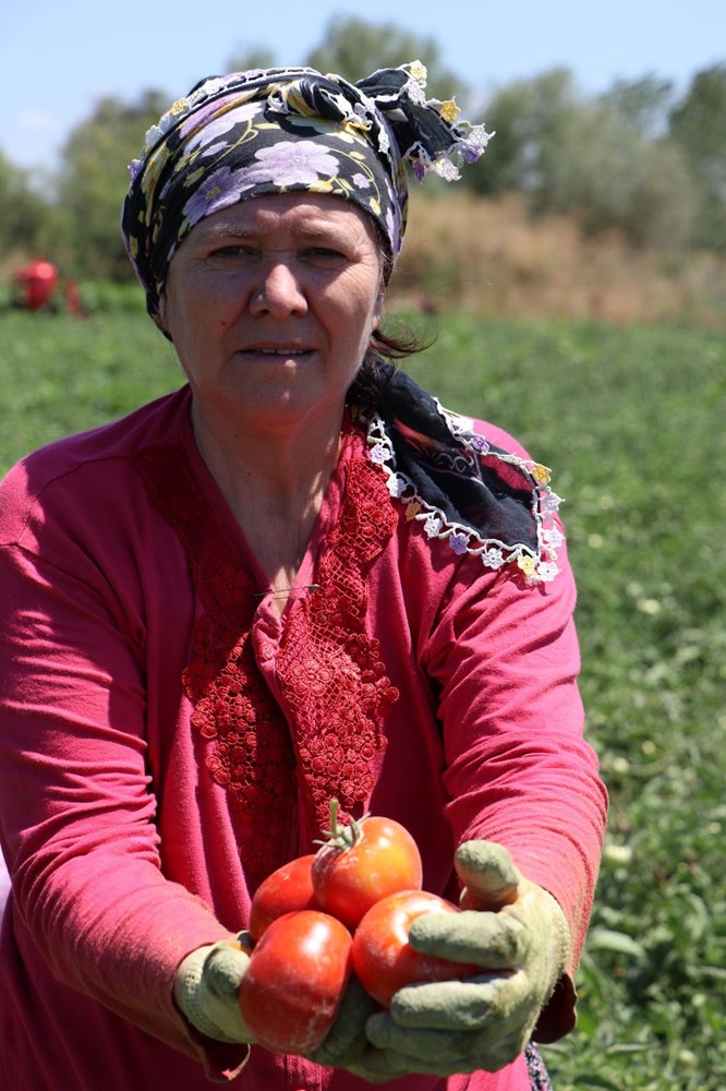 canakkale de domates hasadi basladi ntv
