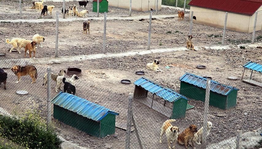 Sokak hayvanları düzenlemesi: Aynı yıl birden fazla hayvanını kaybeden yeniden hayvan sahiplenemeyecek