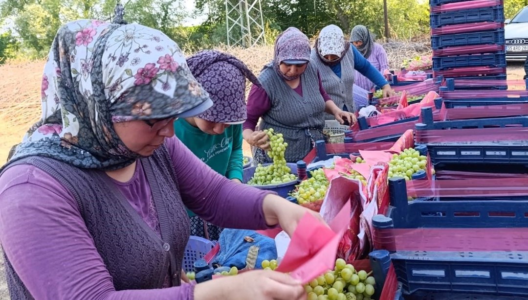 Türkiye'nin dünyaca ünlü çekirdeksiz meyvesi!Sadece yaş olarak tüketiliyor: Kalbi kuvvetlendiriyor, kabızlığı bitiriyor