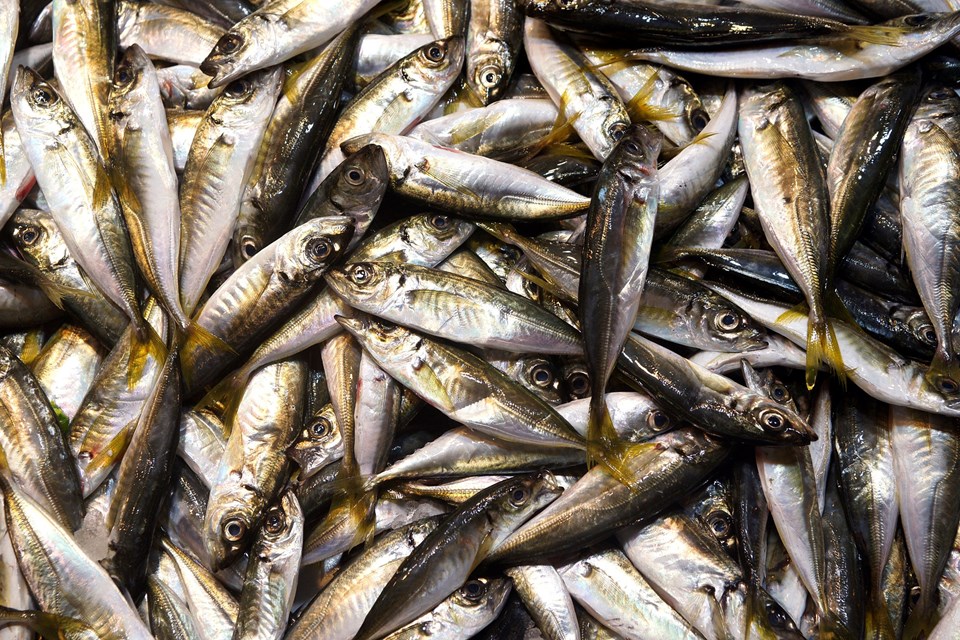 Balıkçılık sektöründen istavrit avcılığının yasaklanması talebi - 1