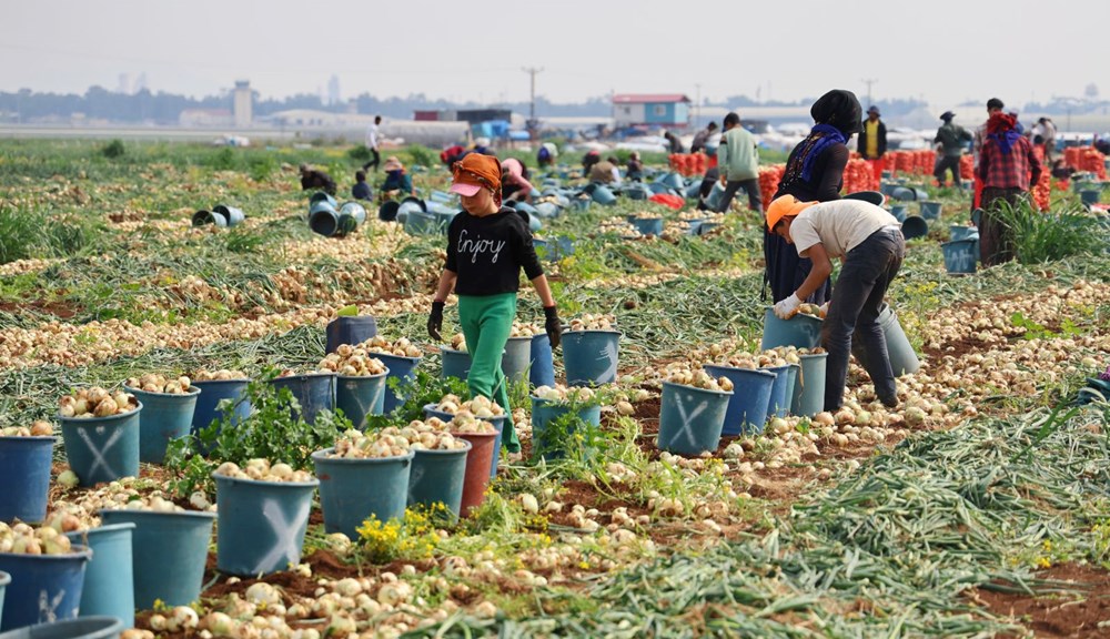 Türkiye'deki en önemli üretim merkezlerinden biri: Fiyatı 7-8 liraya kadar düştü - 1