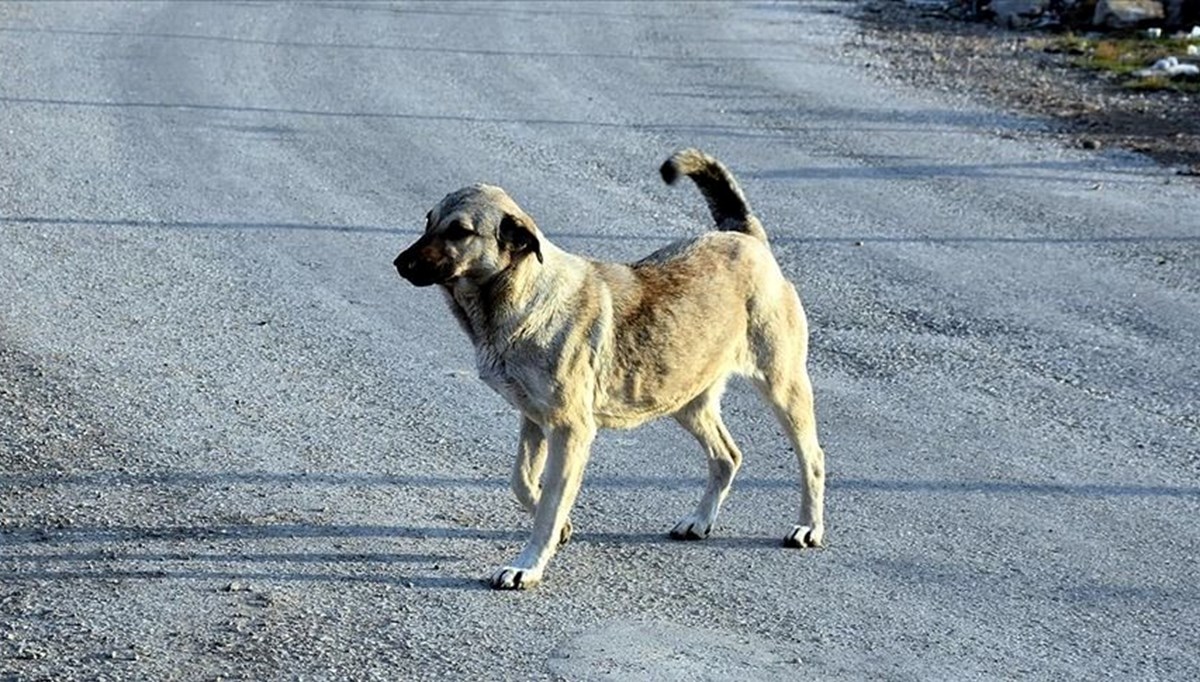 2 yılda 107 kişi köpek saldırıları nedeniyle yaşamını yitirdi