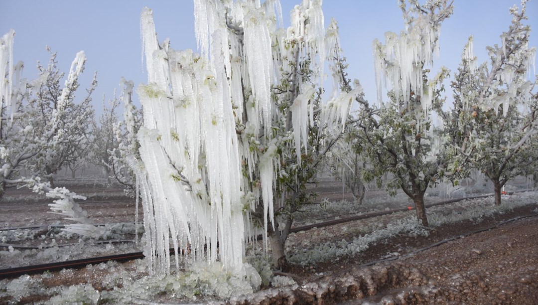 Zirai don 34 ili vurdu! Bakan Yumaklı'dan destek ödemeleriyle ilgili açıklama