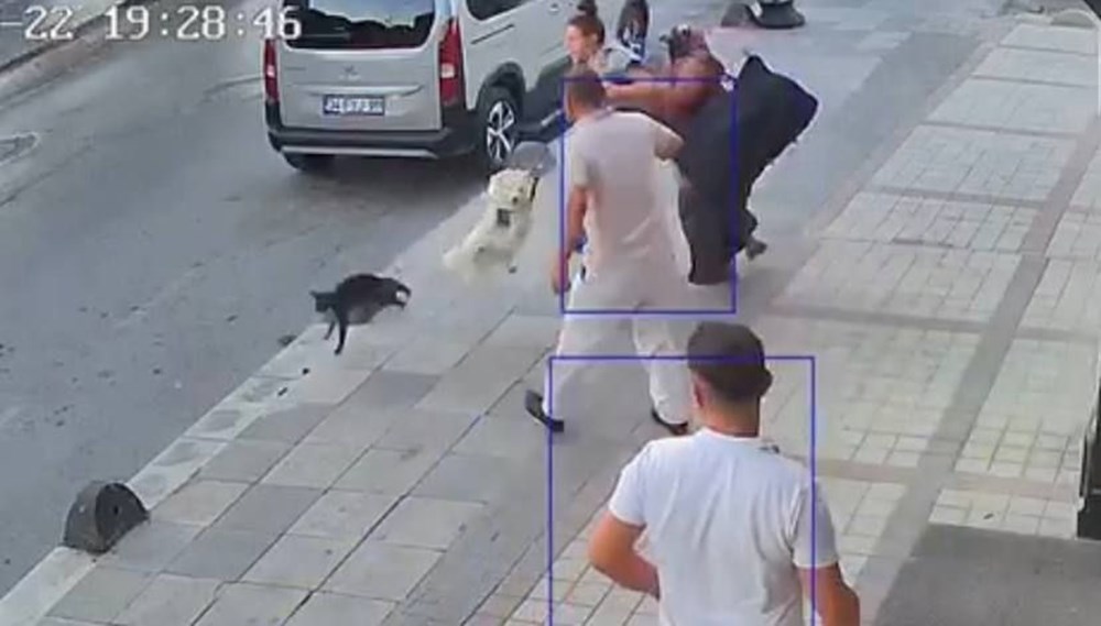 Bağcılar'da kedi, Sibirya kurduna saldırdı - 5