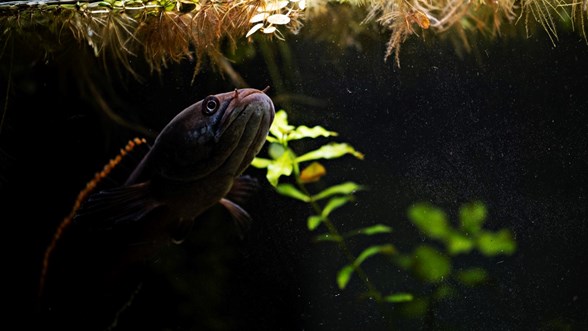 chp lideri kilicdaroglu ndan