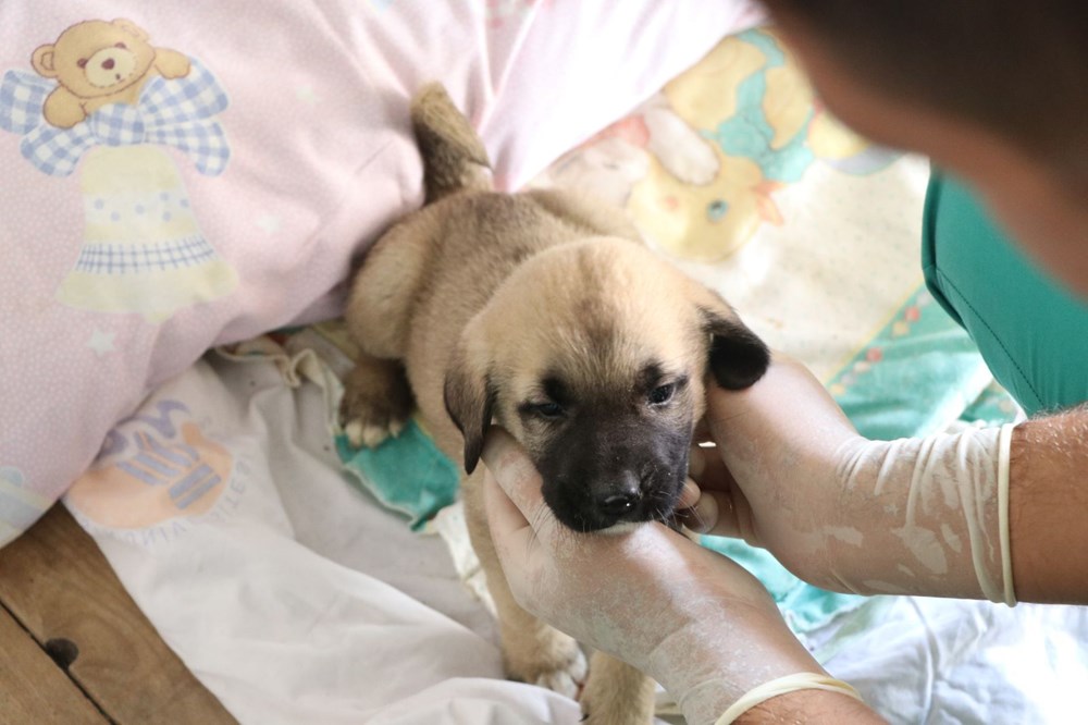 köpek üşütmesi tedavisi