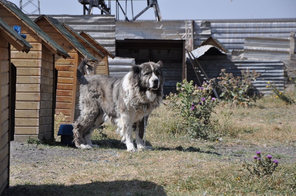 Coğrafi işaretli Kars çoban köpeğinin saflaştırılması için çalışma başlatıldı - 3