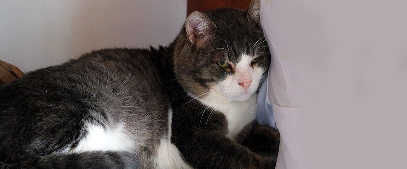 "Obez kedi" 4 ayda 5,5 kilo verdi Magazin Haberleri NTV