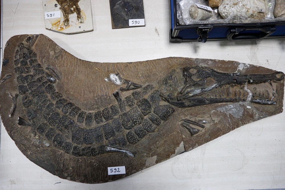 Adnan Oktar'ın kaçak fosilleri 417 milyon yıl öncesine ait çıktı - 7