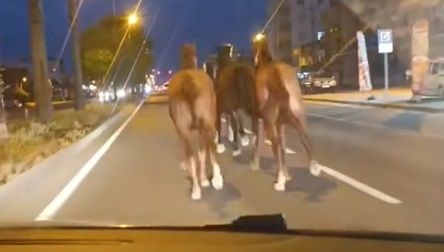 Yarış atları kara yoluna indi