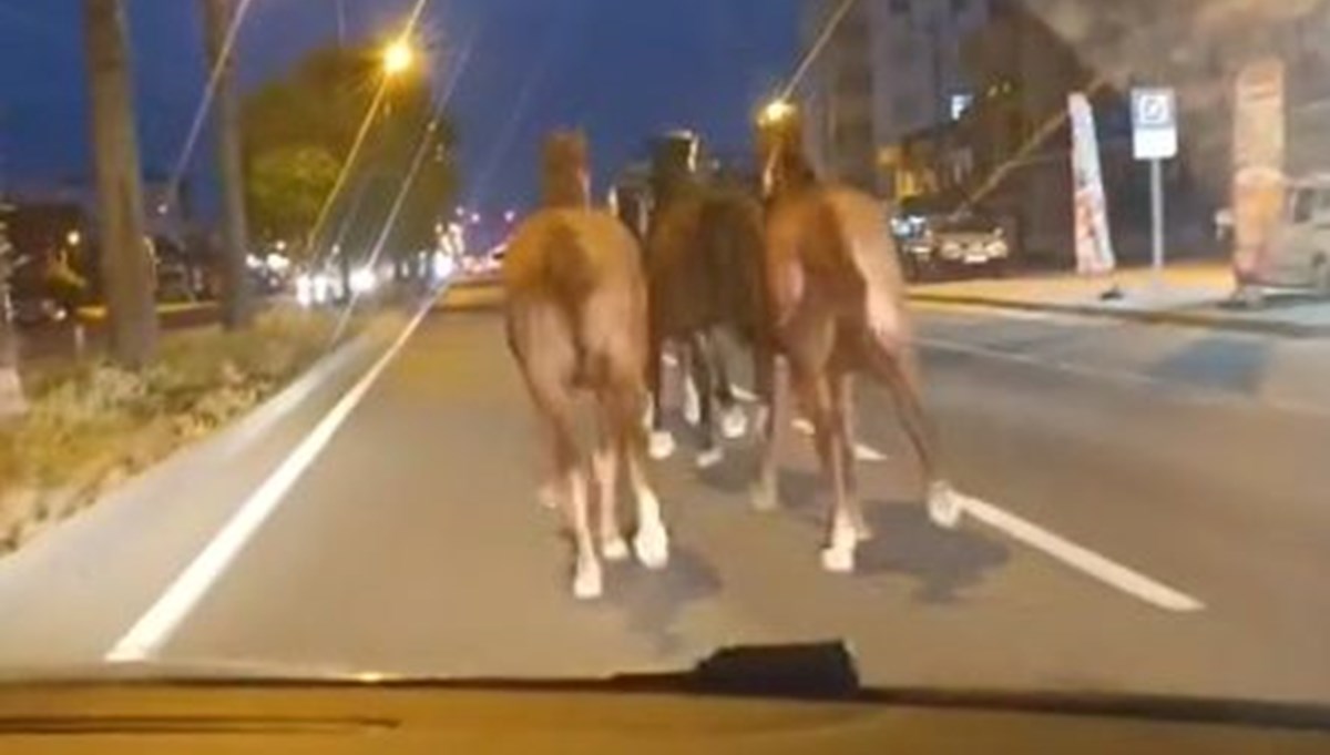 Yarış atları kara yoluna indi Yarış atları kara yoluna indi
