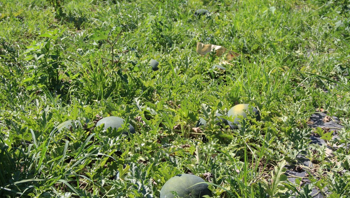 Tadı baldan bile tatlı: Bu sezon yüz güldürdü