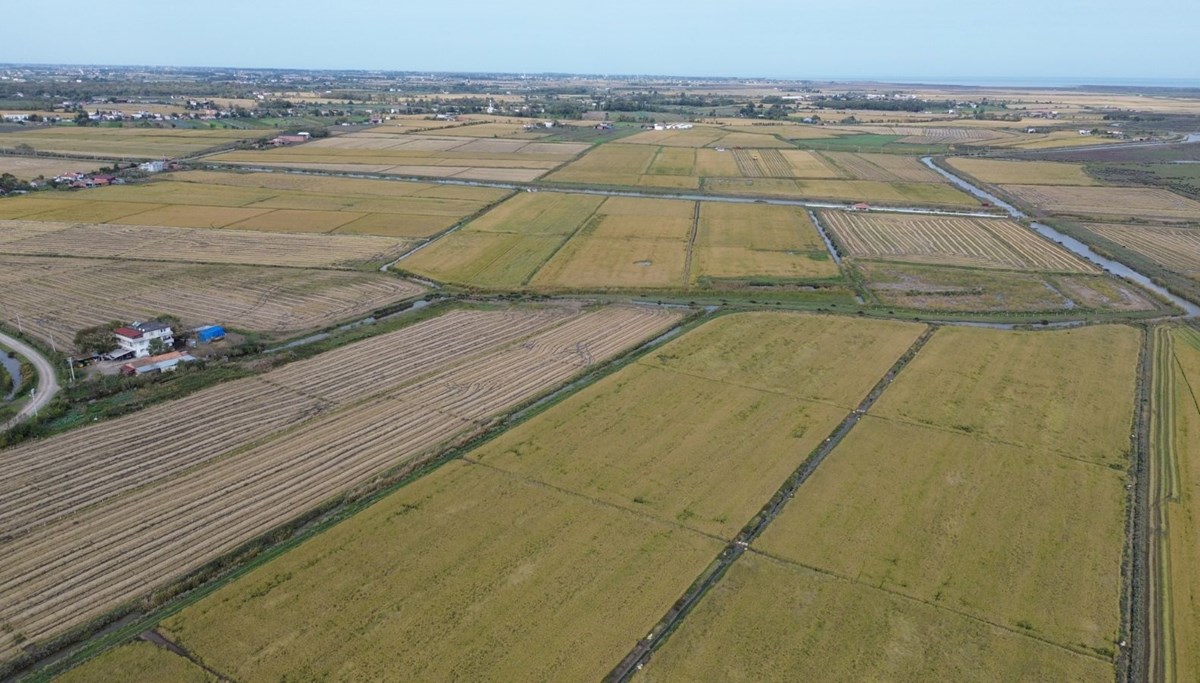 117 bin tonun üzerinde rekolte bekleniyor: Hasadı sürüyor