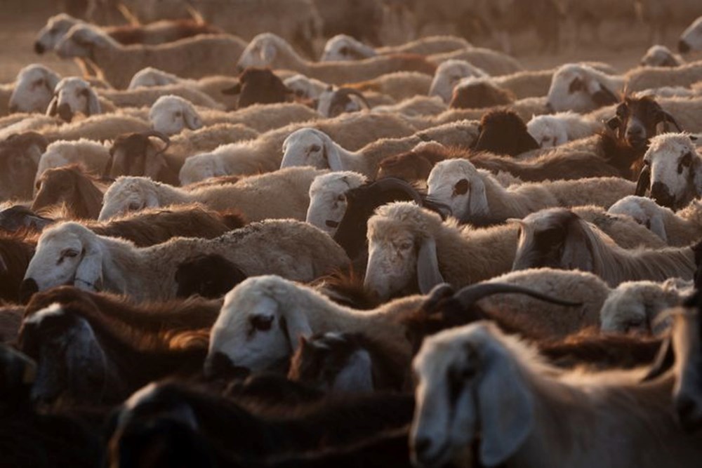 Kurban tatili ne vakit başlıyor, arefe günü hangi gün? Kurban Bayramı tatili uzatıldı mı, 9 gün mü? (Bayram tatili kapalı olan yerler nereler?) 73