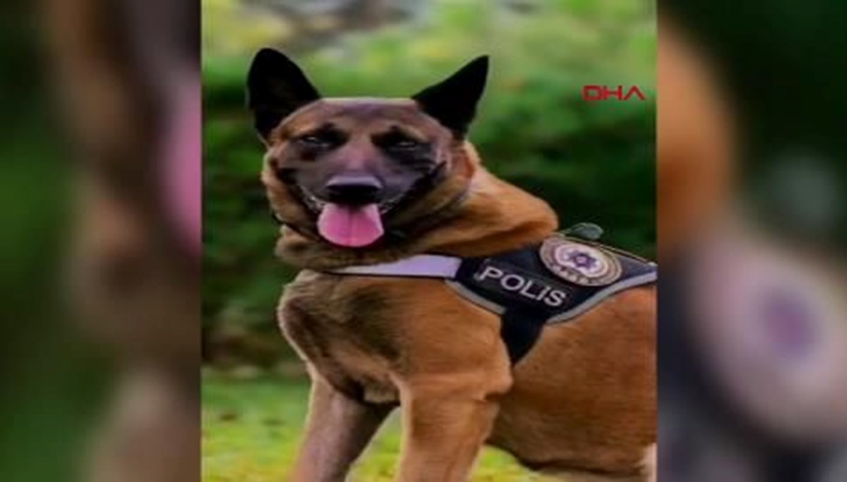 Emniyetten narkotik köpeği 'Poyraz'a duygusal veda Emniyetten narkotik köpeği 'Poyraz'a duygusal veda