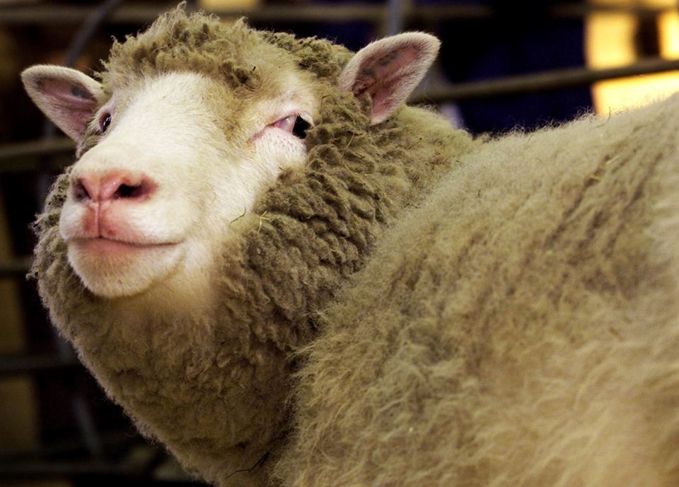 Koyun Dolly’i klonlayan bilim insanı Ian Wilmut hayatını kaybetti - 3